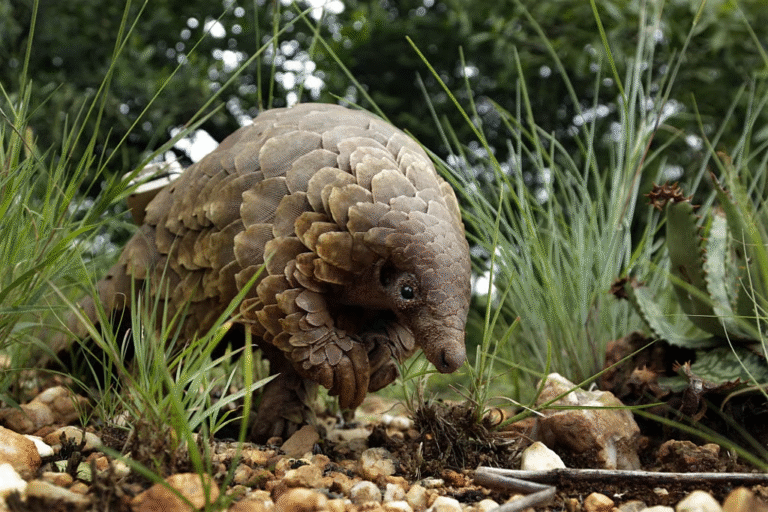 pangolin