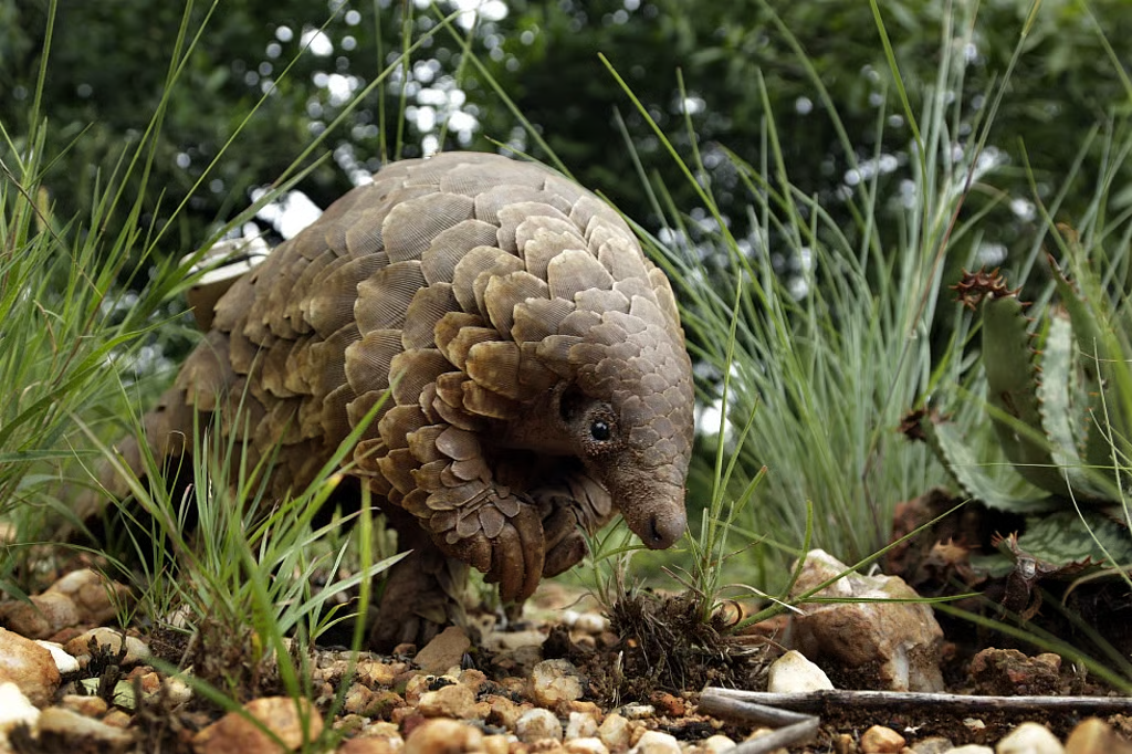 pangolin