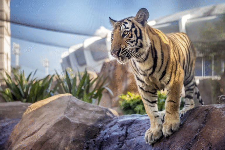 tiger in bhopal
