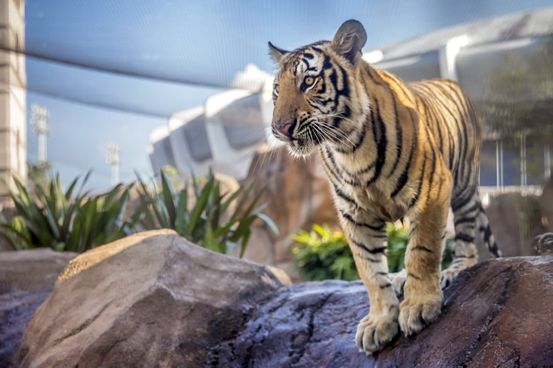 tiger in bhopal
