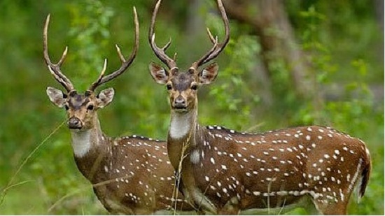 kanha deer shift to kuno