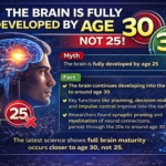 brain devlop in 30s