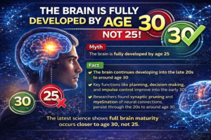 brain devlop in 30s