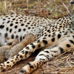 cheeta gamini in kuno