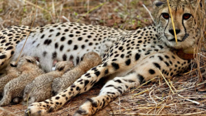 cheeta gamini in kuno