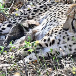 Female Cheetah Gives Birth To Four Cubs in kuno