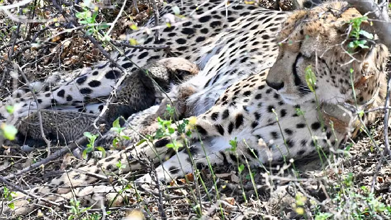 Female Cheetah Gives Birth To Four Cubs in kuno