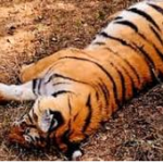 tiger death in satouda