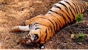 tiger death in satouda