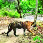 tiger in panna