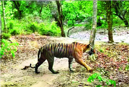tiger in panna