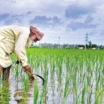 farmer