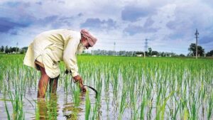 farmer