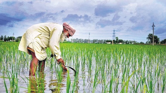 farmer
